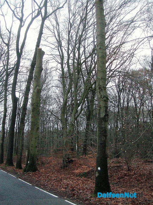 Met stip, maar net buiten de top tien. - Foto: Wim