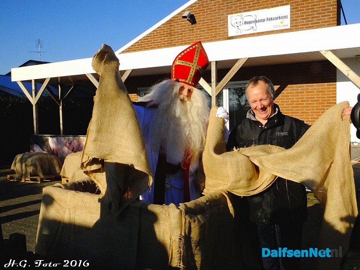 De varkens van Johnny Hogenkamp verrast door Sinterklaas. - Foto: H.G. Foto