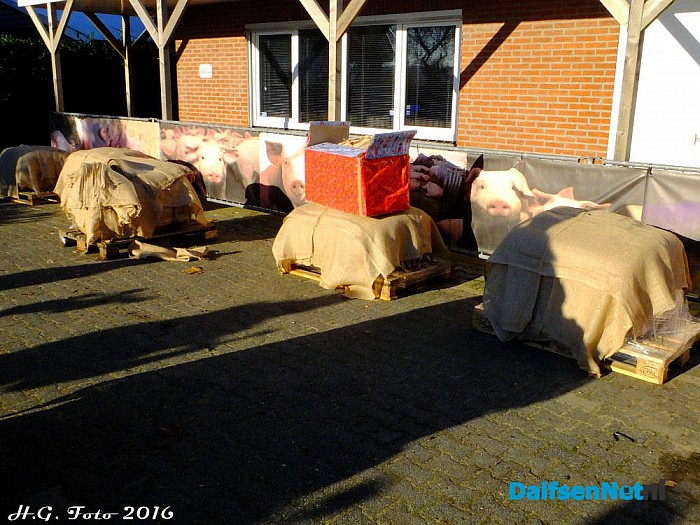 De varkens van Johnny Hogenkamp verrast door Sinterklaas. - Foto: H.G. Foto