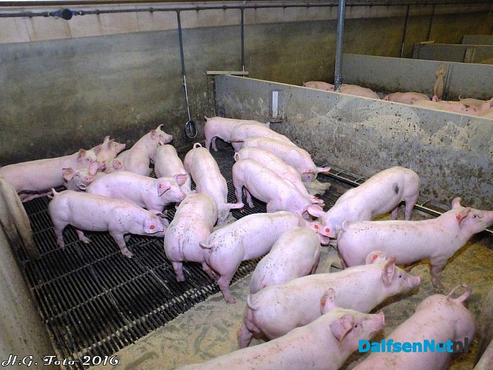 De varkens van Johnny Hogenkamp verrast door Sinterklaas. - Foto: H.G. Foto