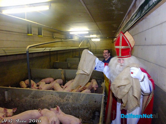 De varkens van Johnny Hogenkamp verrast door Sinterklaas. - Foto: H.G. Foto