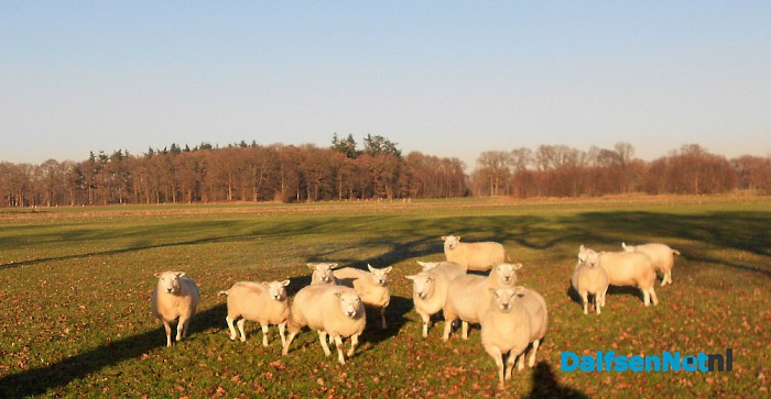 Groene schapen aan de blauwe dijk