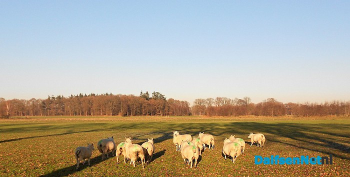 Groene schapen aan de blauwe dijk