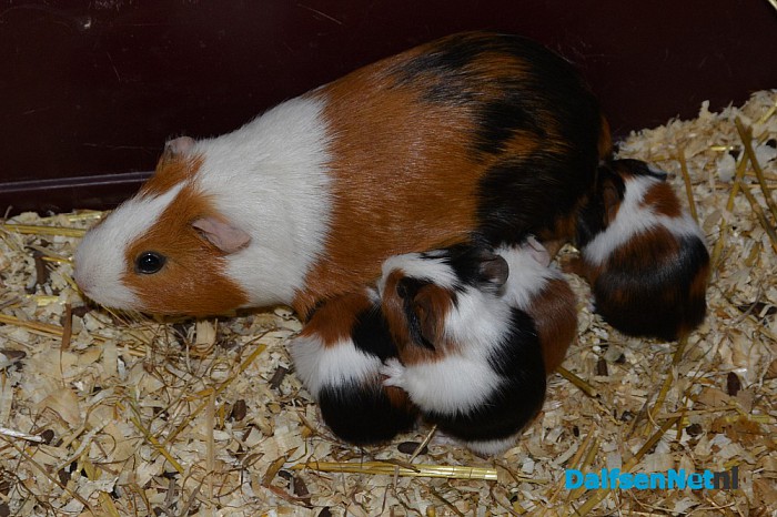 Jonge cavia’s geboren op Natuurboerderij Lindehoeve. - Foto: Ingezonden foto
