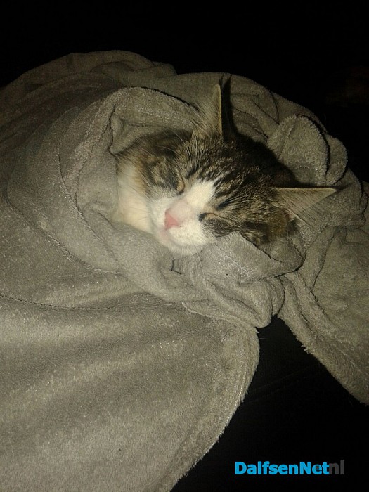 Vermist Noorse boskat is weer terug. - Foto: Ingezonden foto