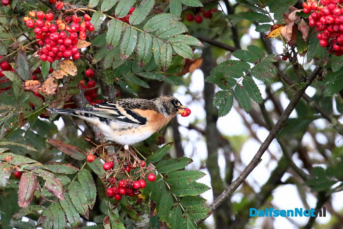 Broedvogels inventariseren - Foto: Ingezonden foto