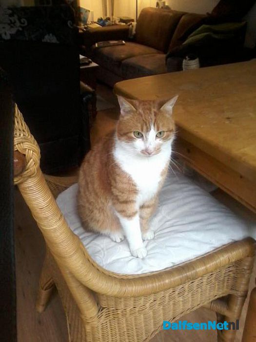 Kat vermist - Foto: Ingezonden foto