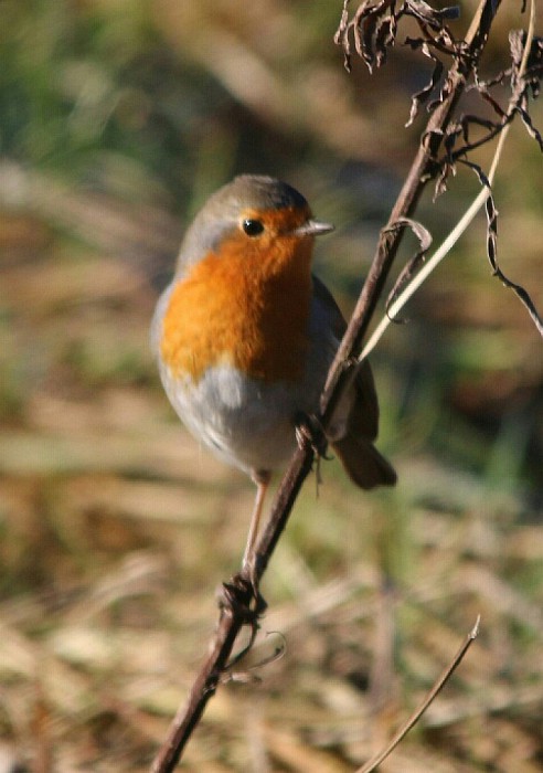 Roodborst warmt zich op in de zon - Foto: Eigen geleverde foto