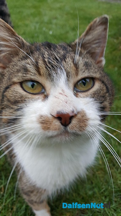 Wie mist deze poes - Foto: Ingezonden foto