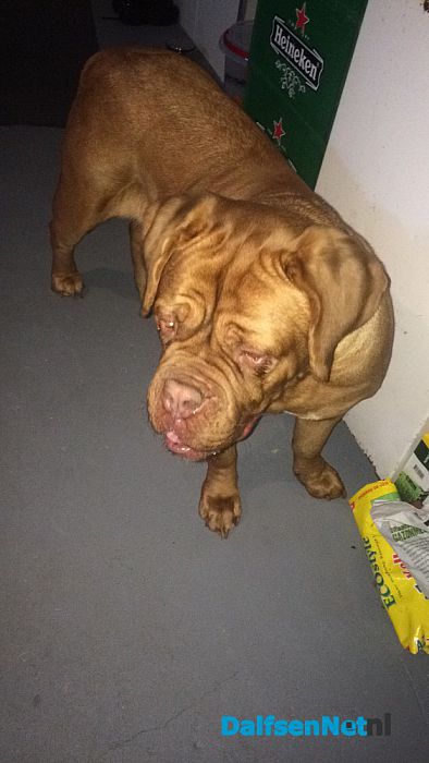 Hond Nikita is haar baas kwijt - Foto: Ingezonden foto
