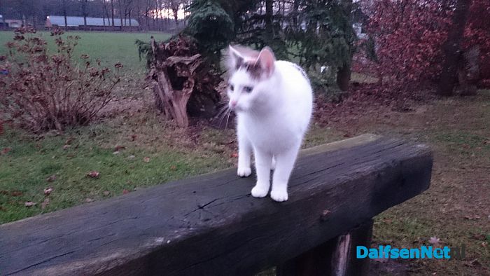 Wie mist deze kat? - Foto: Ingezonden foto