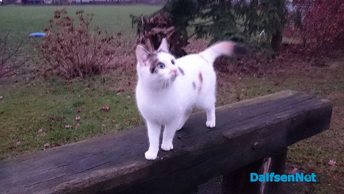 Wie mist deze kat? - Foto: Ingezonden foto