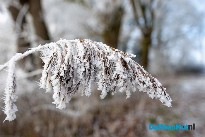 Winter plaatjes rondom Dalfsen - Foto: Johan Bokma