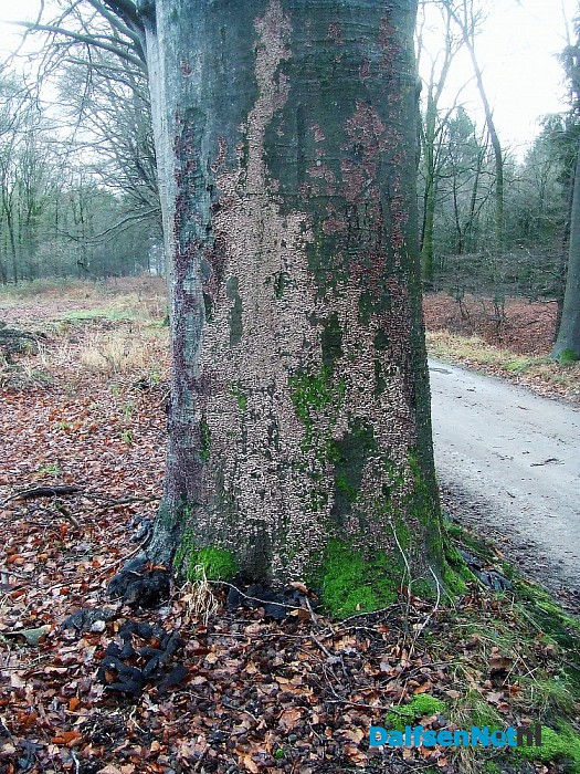 Dalfsen ontwaakt weer in het groen na een ijzige en witte dag. - Foto: Wim
