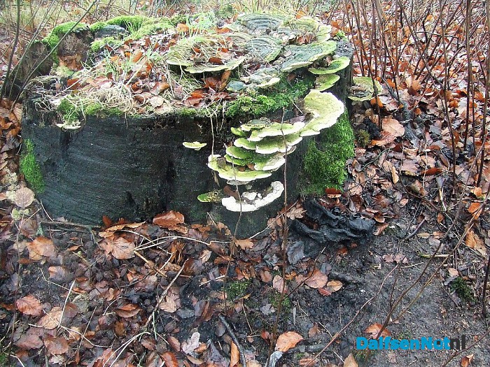 Dalfsen ontwaakt weer in het groen na een ijzige en witte dag. - Foto: Wim