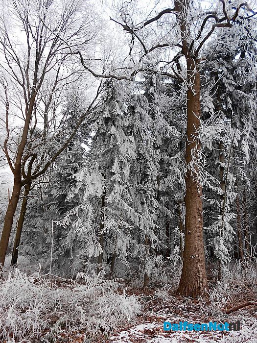 We gaan nog even door met de winterfoto’s