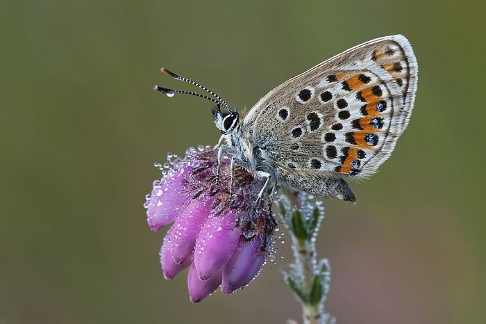 Groene Twinkeling 2018 - Foto: Eigen geleverde foto