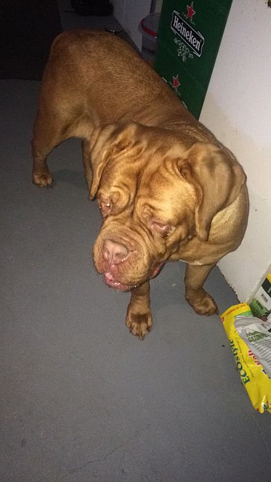 Hond Nikita is veilig en terug - Foto: Eigen geleverde foto