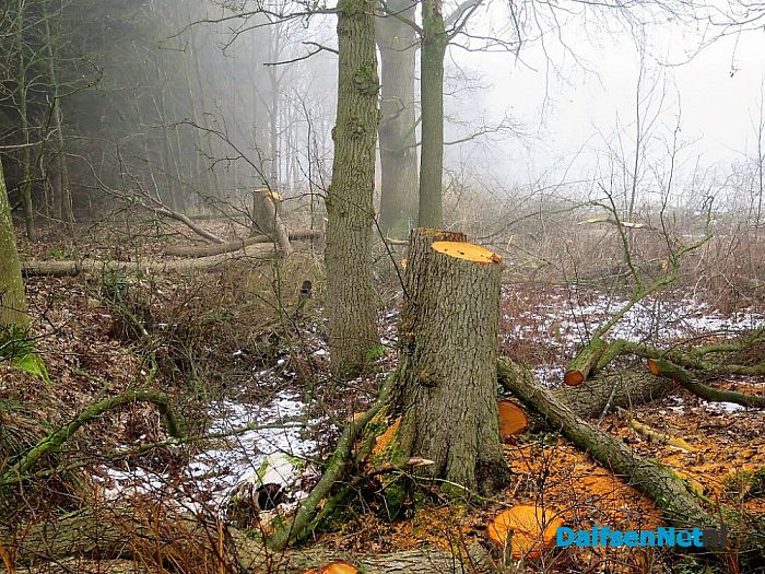 Bosonderhoud op Den Aalshorst - Foto: Wim