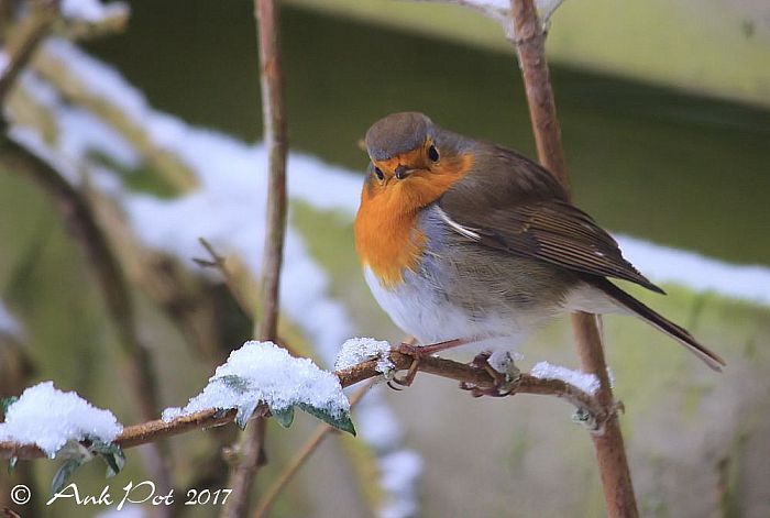 Foto van de maand van Ank - Foto: Ank Pot