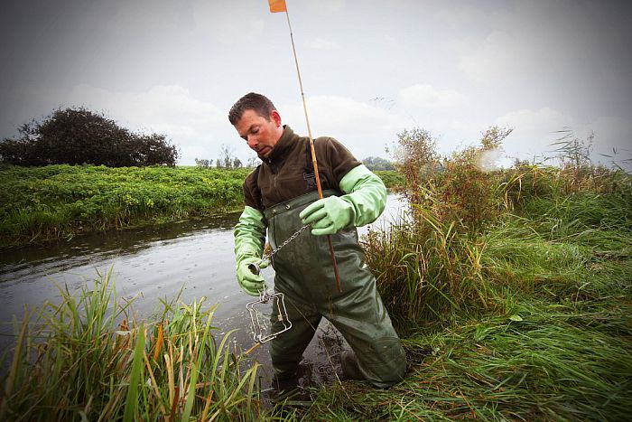 Muskusratten steeds beter in de greep - Foto: Eigen geleverde foto