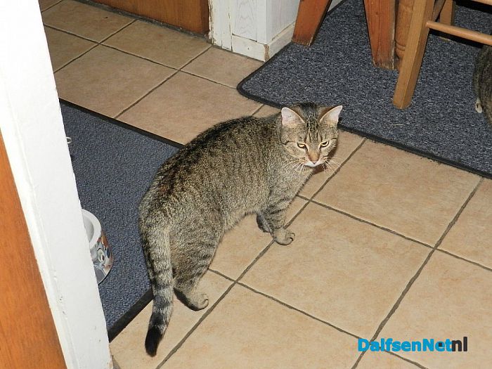 Heeft iemand deze poes gezien? - Foto: Ingezonden foto