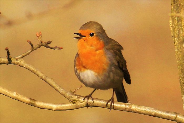 Vogelzangcursus IVN - Foto: Eigen geleverde foto
