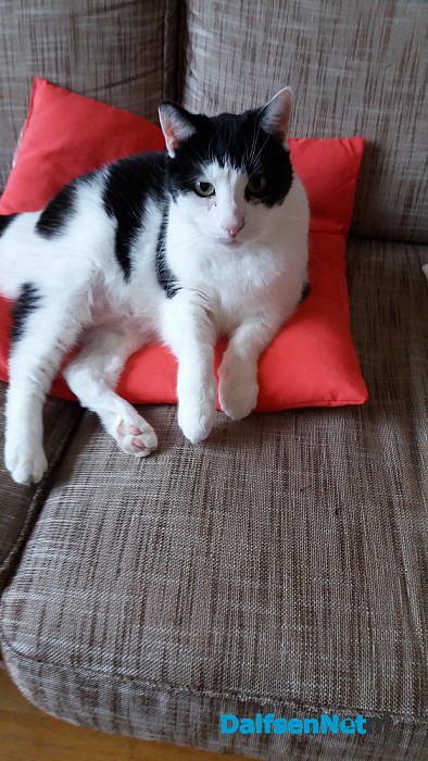 Kat vermist en ook weer terug - Foto: Ingezonden foto