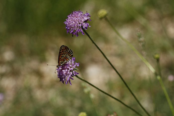 Vlindercursus in het voorjaar van 2017 - Foto: Eigen geleverde foto