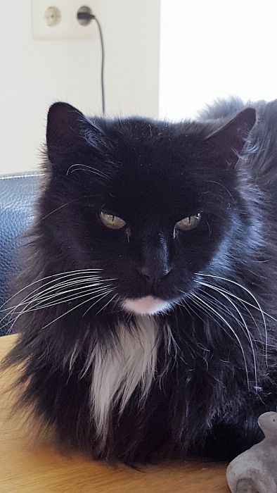 Noorse boskat vermist - Foto: Eigen geleverde foto