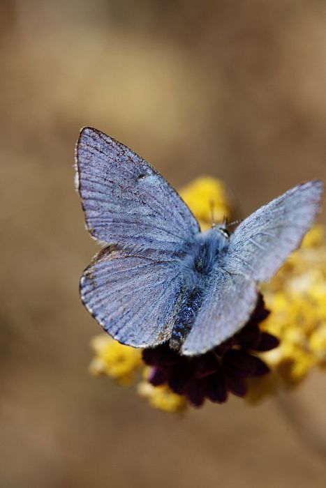 Vlindercursus in het voorjaar van 2017 - Foto: Eigen geleverde foto