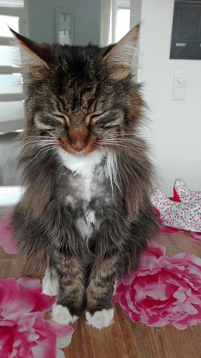 Sam is sinds zondag spoorloos - Foto: Eigen geleverde foto