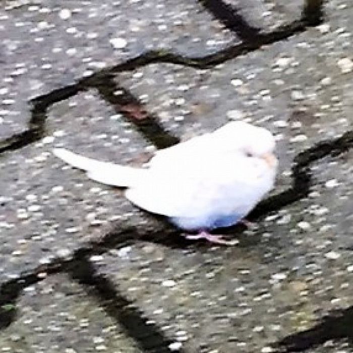 Witte parkiet op doorreis - Foto: Eigen geleverde foto