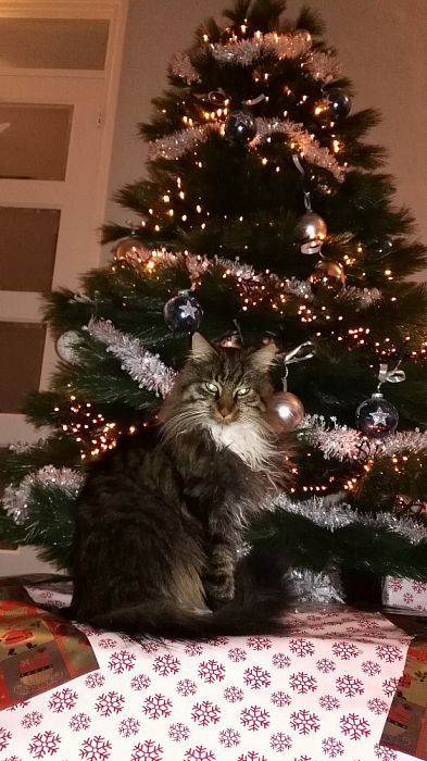Sam is sinds zondag spoorloos - Foto: Eigen geleverde foto