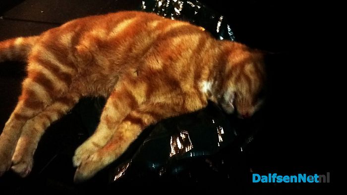 Dode kat! - Foto: Ingezonden foto