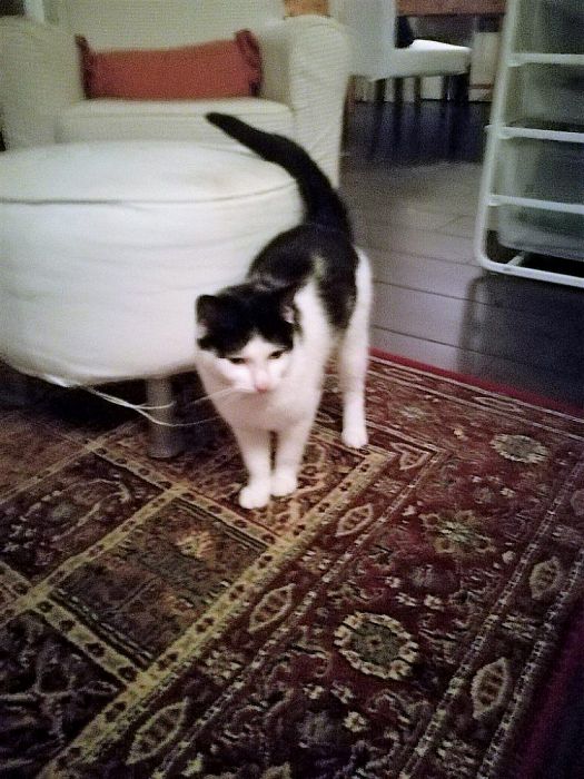 Katje vermist? Weer terecht - Foto: Eigen geleverde foto