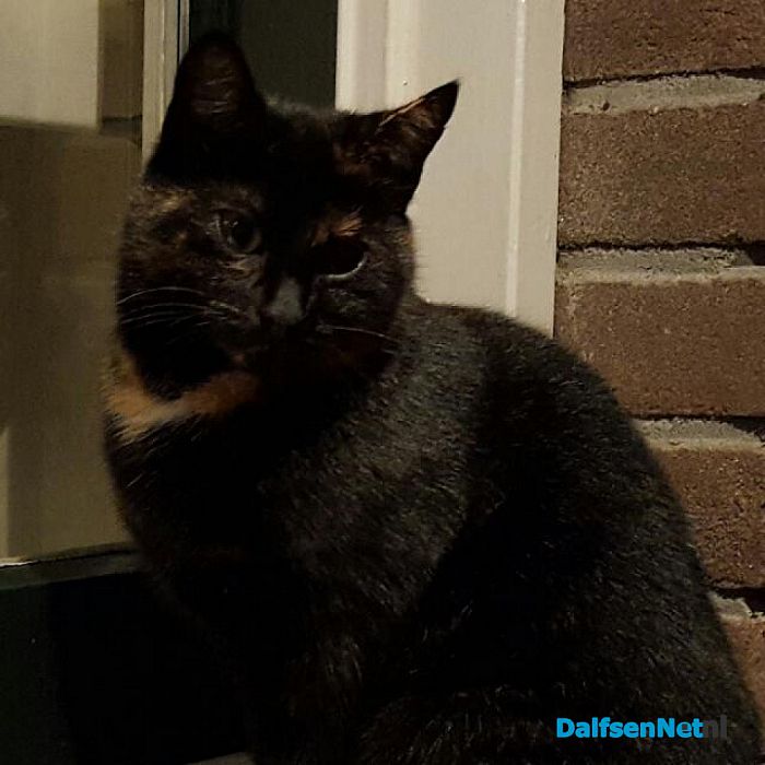 Vermiste kat - Foto: Ingezonden foto