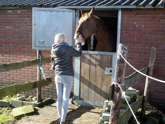 Paarden verwennen - Foto: Eigen geleverde foto