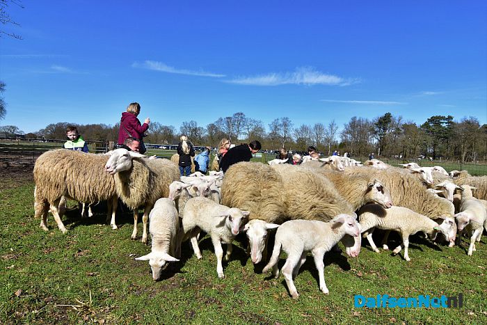 Gezellig druk bij de Lammetjesdag Schaapskooi Lemelerberg - Foto: Johan Bokma