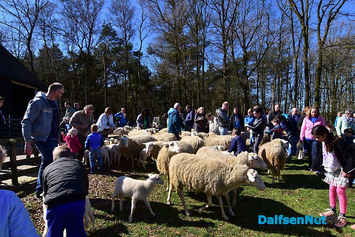 Gezellig druk bij de Lammetjesdag Schaapskooi Lemelerberg - Foto: Johan Bokma
