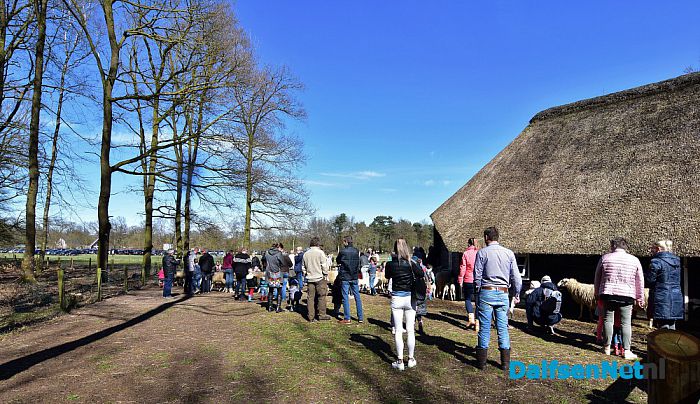 Gezellig druk bij de Lammetjesdag Schaapskooi Lemelerberg - Foto: Johan Bokma
