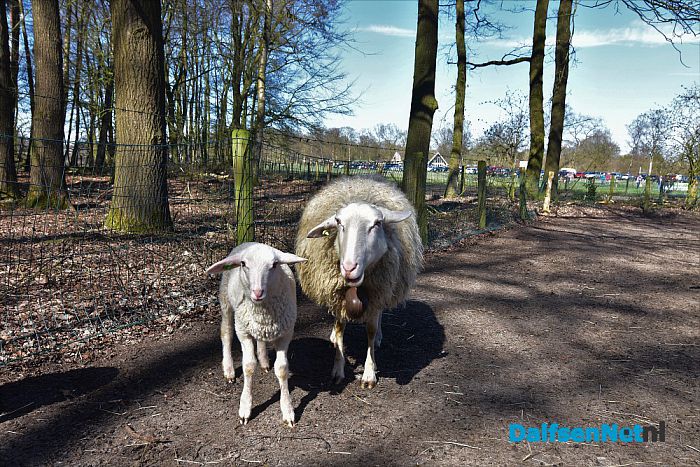 Gezellig druk bij de Lammetjesdag Schaapskooi Lemelerberg - Foto: Johan Bokma