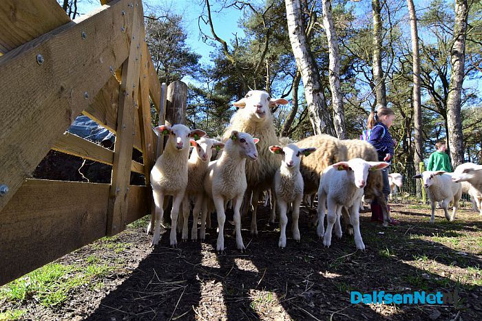 Gezellig druk bij de Lammetjesdag Schaapskooi Lemelerberg - Foto: Johan Bokma