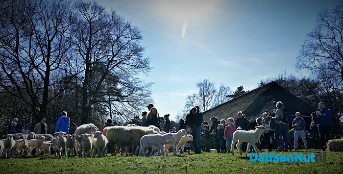 Gezellig druk bij de Lammetjesdag Schaapskooi Lemelerberg - Foto: Johan Bokma