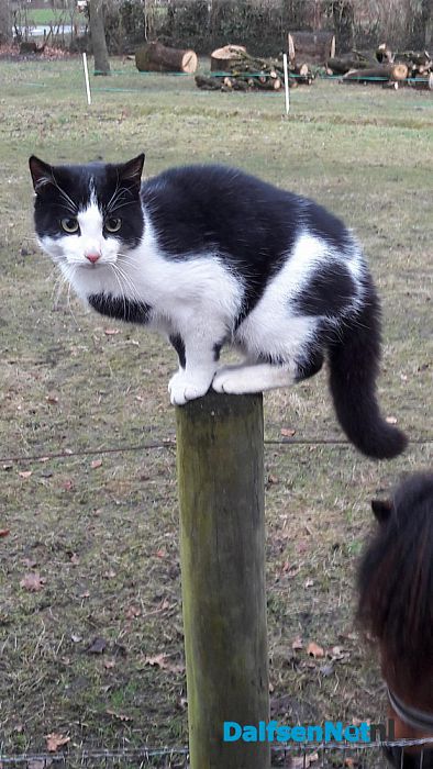 Poes zwart wit: al een week! - Foto: Ingezonden foto