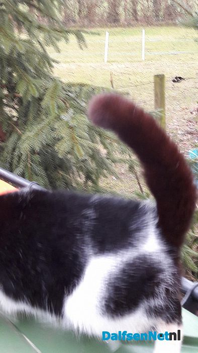 Poes zwart wit: al een week! - Foto: Ingezonden foto