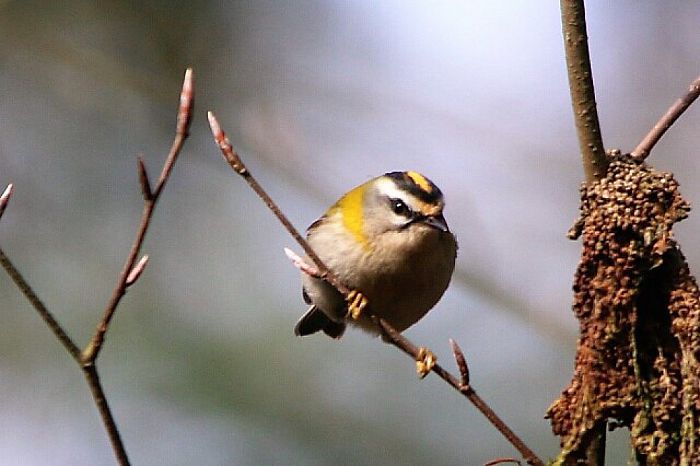 Vuurgoudhaantjes - Foto: Eigen geleverde foto