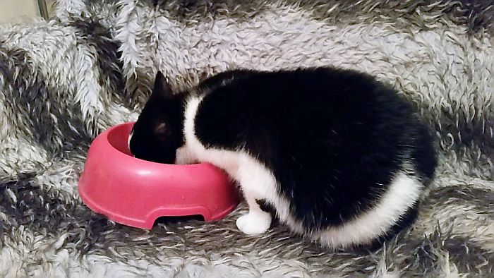 Wie mist zwart witte jonge kater - Foto: Eigen geleverde foto