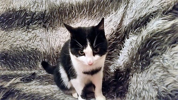 Wie mist zwart witte jonge kater - Foto: Eigen geleverde foto