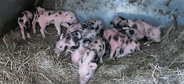 Maar liefst 10 biggen - Foto: Eigen geleverde foto